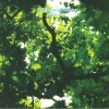 The-Jasmine-Minks-Another-Age-comprar-lp-online