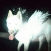 Fat Dog "Cancel Me! (I’m Tired)" CD