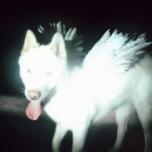 fat-dog-cancel-me-im-tired-lp-bottle-coke-green-comprar-disco-lp